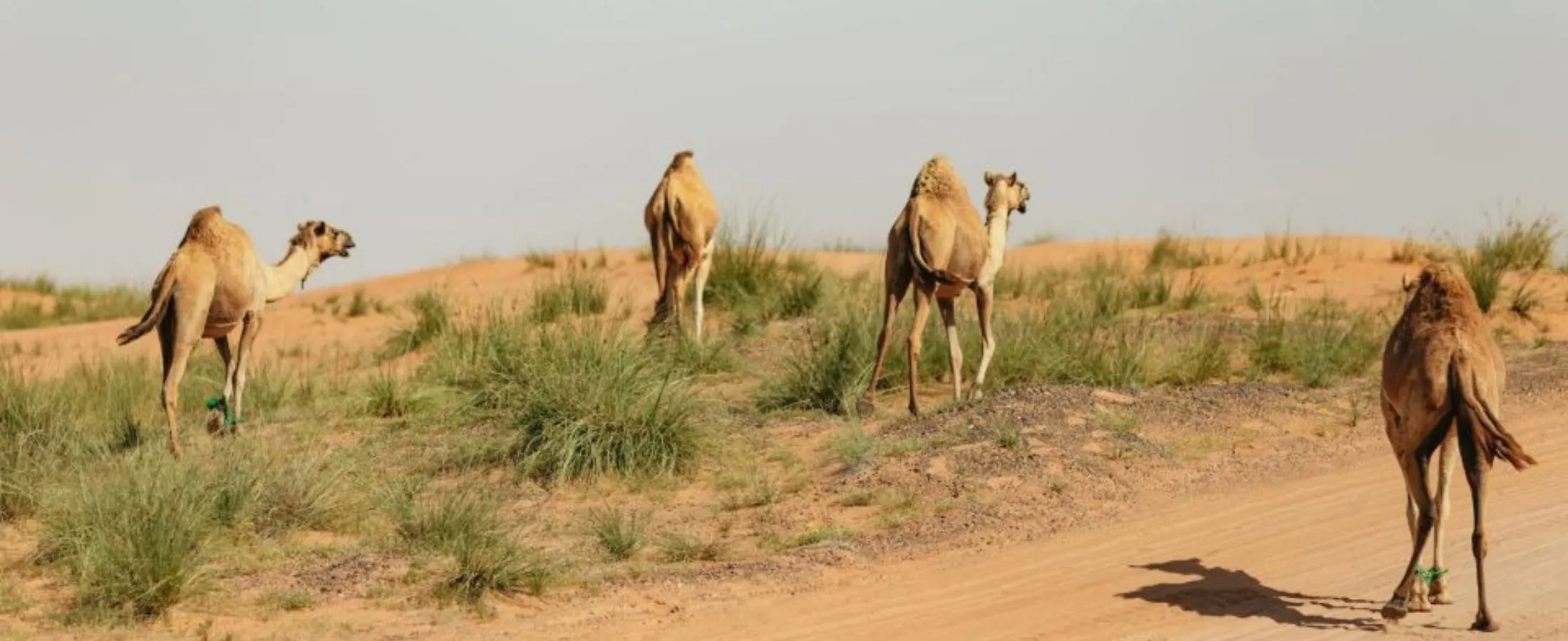 From-Dubai-Fujairah-East-Coast-camel-Tour