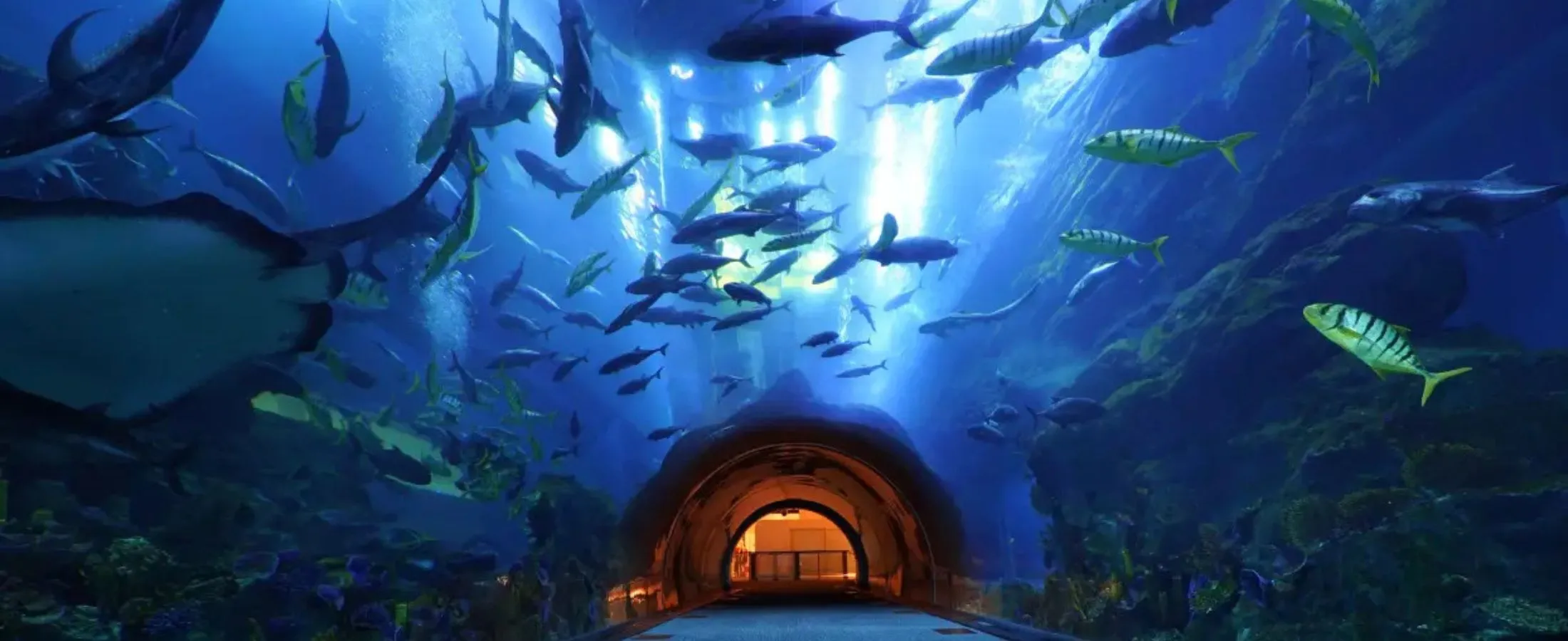 Dubai Underwater Zoo & Aquarium